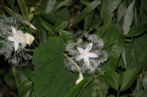 カラスウリ 色々な育て方の情報 育て方ボックス